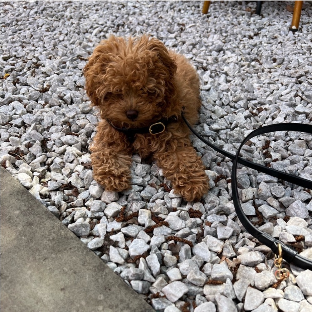 Gucci dog leash Small
